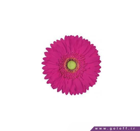 بهترین شاخه گل - گل ژربرا ماریمبا - Gerbera | گل آف
